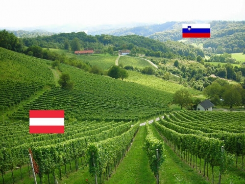 The Ried Zieregg, a single vineyard site on the border to Slovenia, © Gerhard Elze
