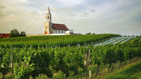 Vineyard in Höflein, © AWMB/Marcus Wiesner