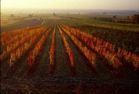 Burgenland in autumn   © AWMB/Lukan