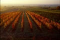 Burgenland in autumn © AWMB/Lukan