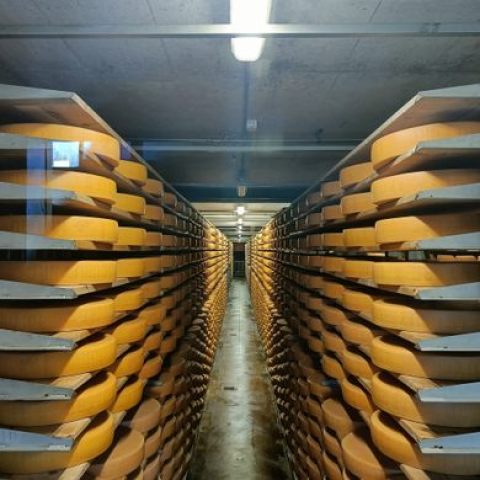Roți de Gruyère puse la maturat  Foto: Atlas Obscura