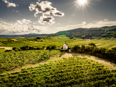 Austria: Very good forecast for the 2023 vintage, despite capricious weather