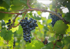 Grapes of the variety “Blaufränkisch” © Austrian Wine / WSNA