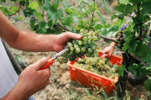 Wine harvest © AWMB/Committee Kamptal