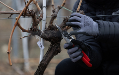 A fost desemnat cel mai bun viticultor din România